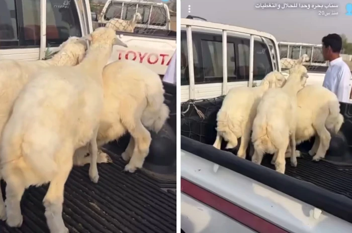 انخفاض كبير في أسعار الاضاحي في جدة لموسم 1446 وخبير يكشف عن السبب 