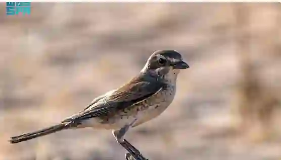 هذا ما نعرفه عن الطائر الأحمر الذي ظهر لأول مرة في سماء السعودية 